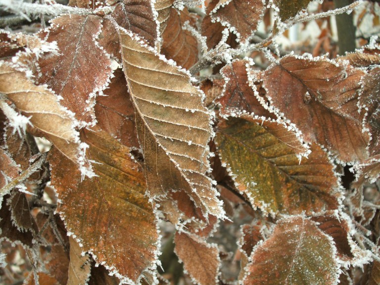 GEDSC DIGITAL CAMERA